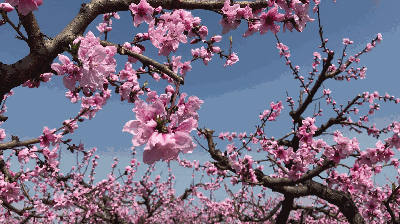 西安周边竟有万亩桃花林 小长假赏桃花就去这里|西安|桃花林-编辑整合_华商网新闻