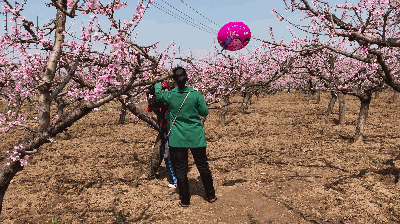 西安周边竟有万亩桃花林 小长假赏桃花就去这里