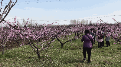西安周边竟有万亩桃花林 小长假赏桃花就去这里