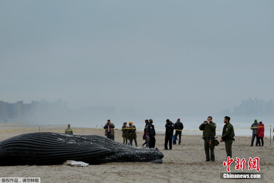 美国纽约沙滩现座头鲸尸体 推土机清理现场