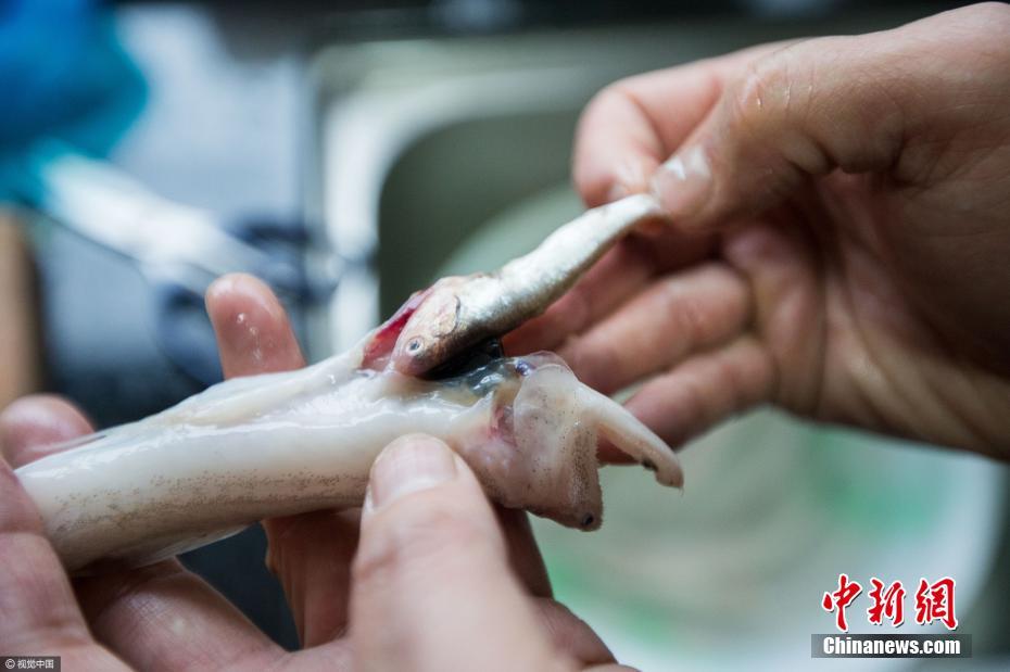 罕见！浙江绍兴市民买到“鱼中鱼”