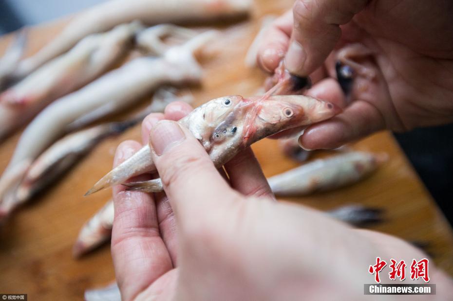 罕见！浙江绍兴市民买到“鱼中鱼”