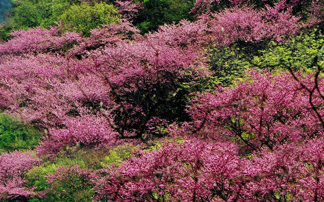 美酥!西安自驾游去哪里好玩?逛太平峪·赏紫荆