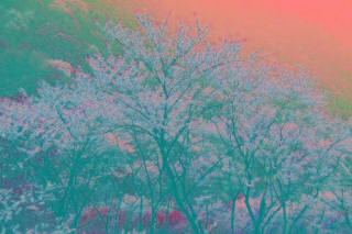 美酥!西安自驾游去哪里好玩?逛太平峪·赏紫荆