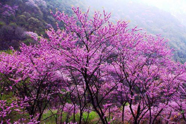 美酥!西安自驾游去哪里好玩?逛太平峪·赏紫荆