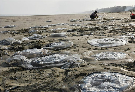 大量水母搁浅沙滩 体积硕大