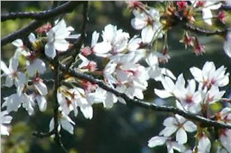 别人家的樱花 青岛中山公园“樱花雨”如梦如幻