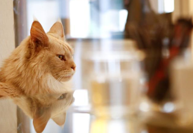 维也纳猫咪咖啡馆
