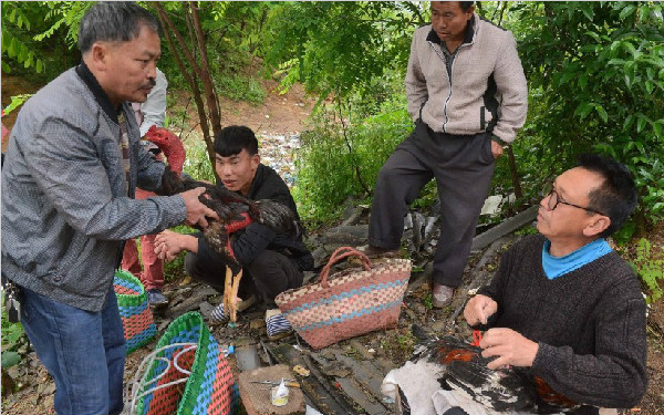 贵阳"美容师"为斗鸡接断羽毛保证"战斗力"