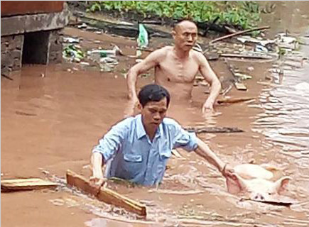 重庆暴雨养猪场被淹 村干部跳进水中转移生猪