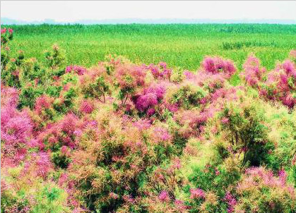 新疆博斯腾湖红柳花开似火现夏季湿地醉美画卷 