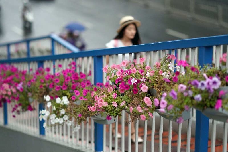 太白路一人行天桥变“花儿的走廊“ 市民穿行心情好