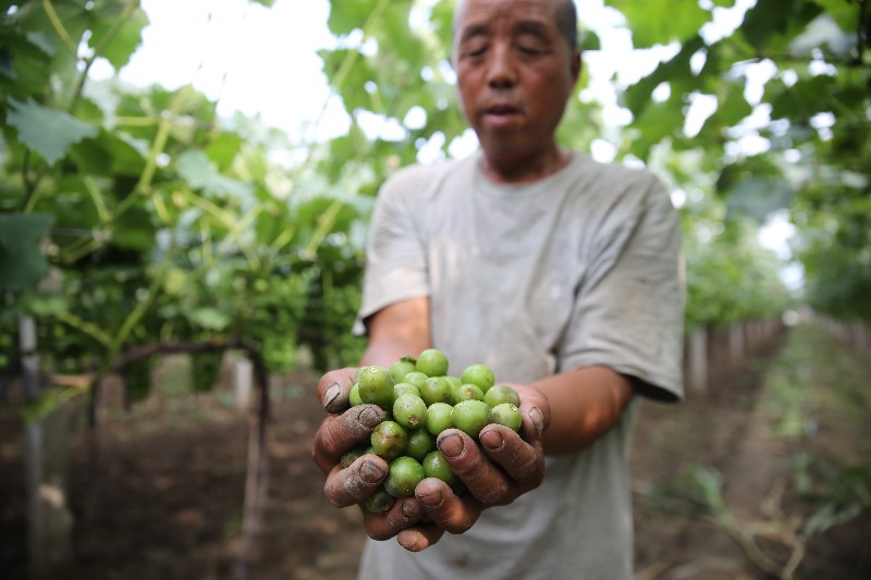 户县葡萄突然出现大面积“黑粒”  多方专家“会诊把脉”