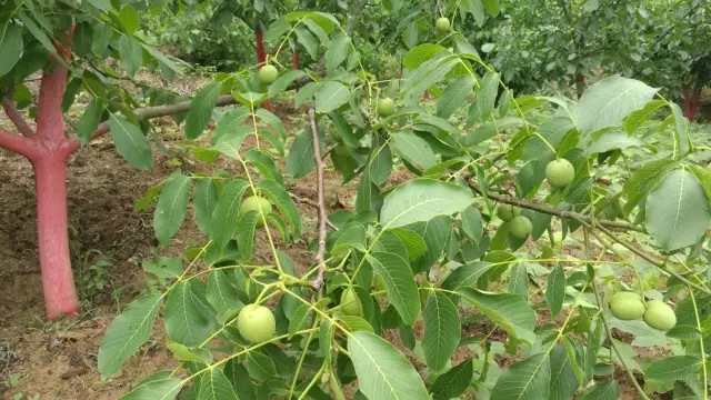 商州扎实开展核桃病虫害防治|商州|扎实-陕西地