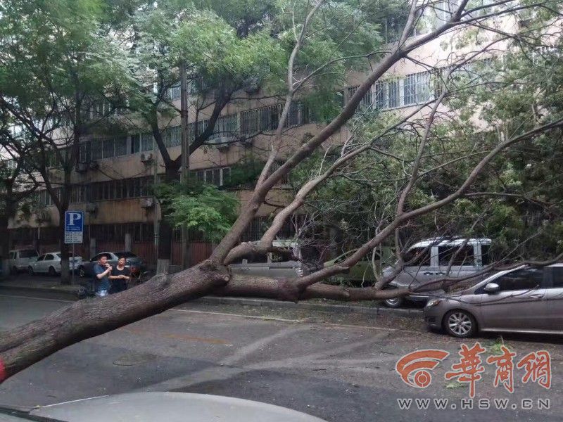 西安太安街一颗大树倒下 路边停车遭了殃|西安