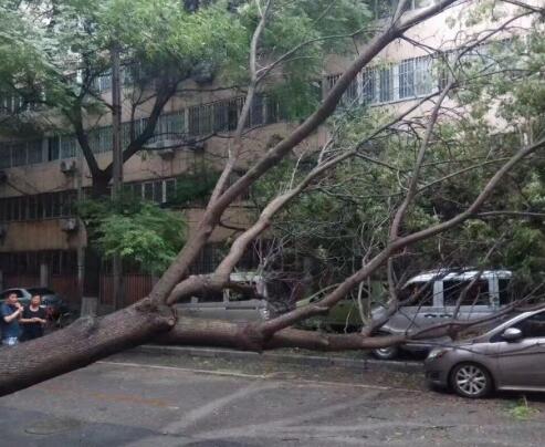 西安太安街一颗大树倒下 路边停车遭了殃