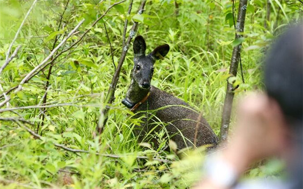 今日13只人工繁育林麝野化放归 属世界首次