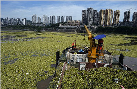 大量水白菜"占领"长江江面 