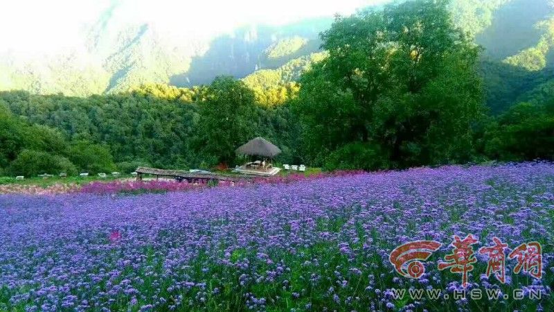 太白县云溪谷的千亩花开了,有清香淡雅的百合花、美丽飘逸的金鸡菊、妖艳摇曳的马鞭草、精美雅致的格桑花各色花朵在风中摇曳,构成慢城太白的美丽画卷,吸引游客驻足拍照留念。 据了解,位于太白县的太白山云溪谷度假中心项目是太白县通过招商引资引进的一个集高山滑雪、户外探险、休闲疗养、观光度假于一体的大型综合性产业化项目。该项目在咀头镇塘口村,占地1.