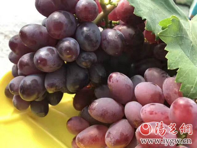 夏日炎炎去礼泉三嫂葡萄庄园走一圈-陕西地方