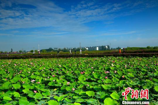 甘肃戈壁湿地雨后荷花分外美