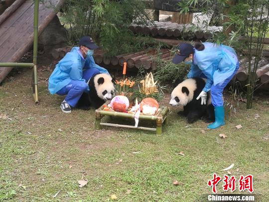 华东地区出生的首对大熊猫龙凤胎周岁庆生