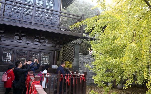 赏古观音禅寺千年银杏需实名预约 一天有限额