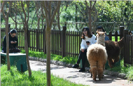 昆明高校饲养宠物羊驼逛校园