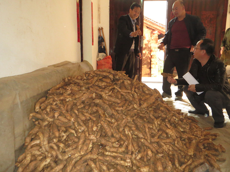 又到天麻收获季 团坪农民笑开颜|又|到-陕西地方