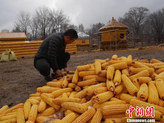 目前刘洪财还在继续着玉米屋的建造，预计还要一周时间才能全部建成。　苍雁 摄