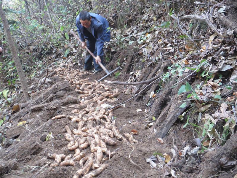 又到天麻收获季 团坪农民笑开颜|又|到-陕西地方