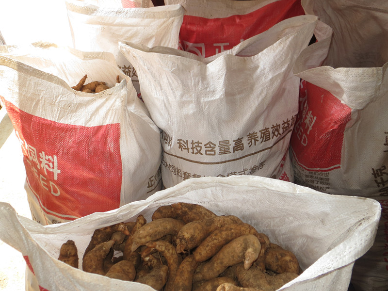 又到天麻收获季 团坪农民笑开颜|又|到-陕西地方