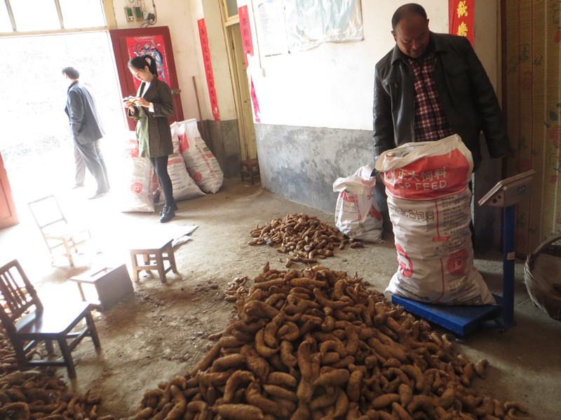 又到天麻收获季 团坪农民笑开颜|又|到-陕西地方