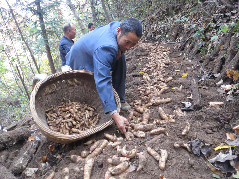 又到天麻收获季 团坪农民笑开颜|又|到-陕西地方
