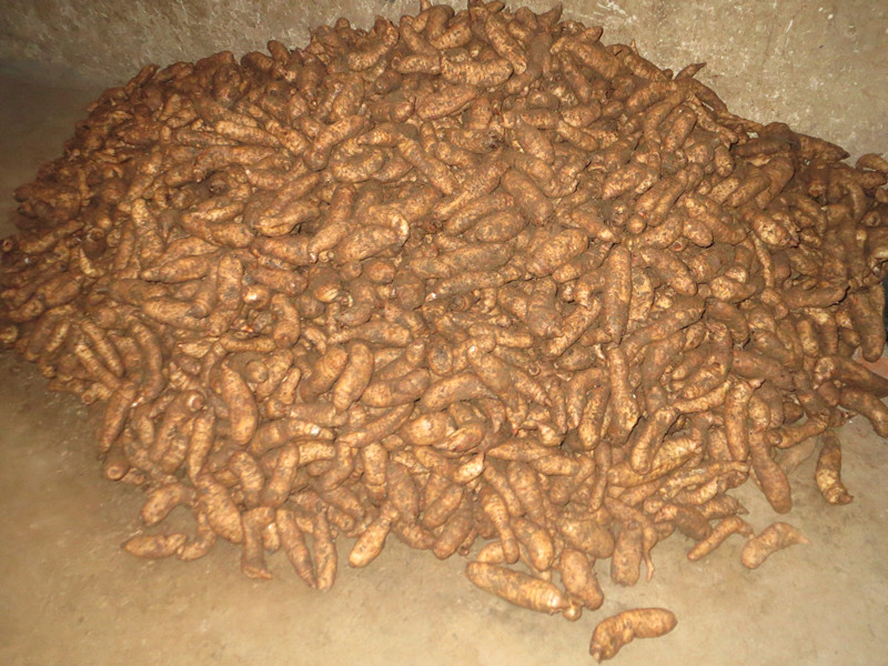 又到天麻收获季 团坪农民笑开颜|又|到-陕西地方