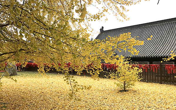 华商网直播古观音禅寺银杏 超203万网友捧场