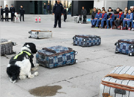 真牛！警犬瞬间从10多个箱子中认出“违禁品”