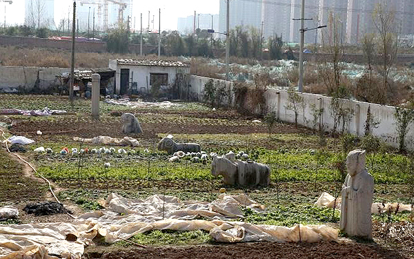 长安区“宣王墓”成菜地 文物局：不破坏文物就行