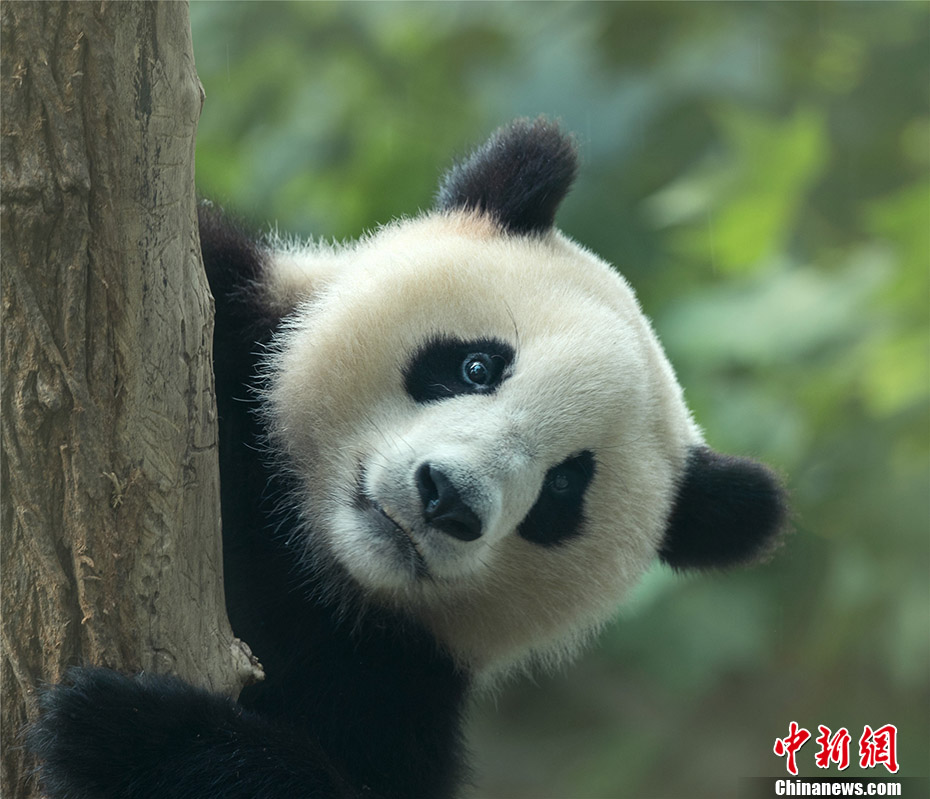 中国大熊猫保护研究国际摄影大赛作品精选