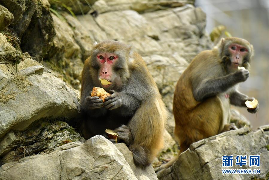 #（环境）（1）湖北恩施：野生猕猴觅食过冬