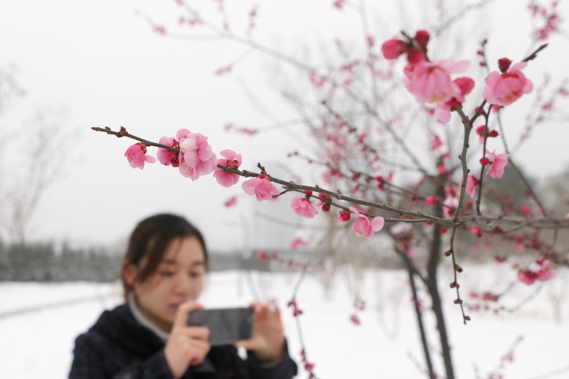 雪中赏梅走！西安植物园腊梅盛开 不少市民冒雪前往 