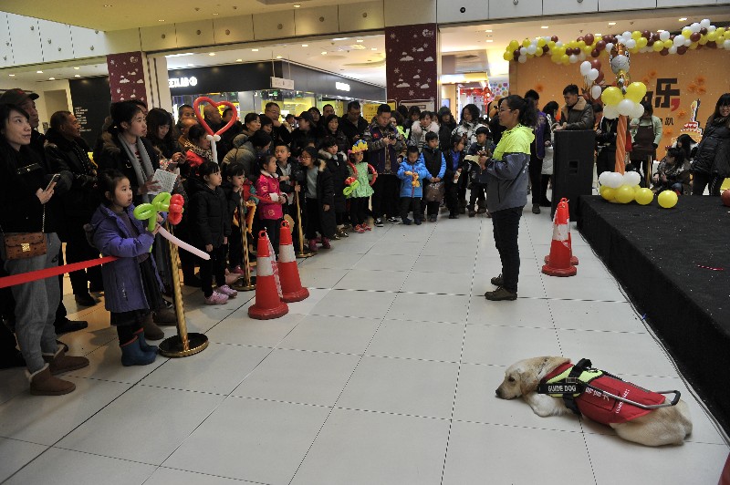 导盲犬引路 西安小朋友体验另一双眼