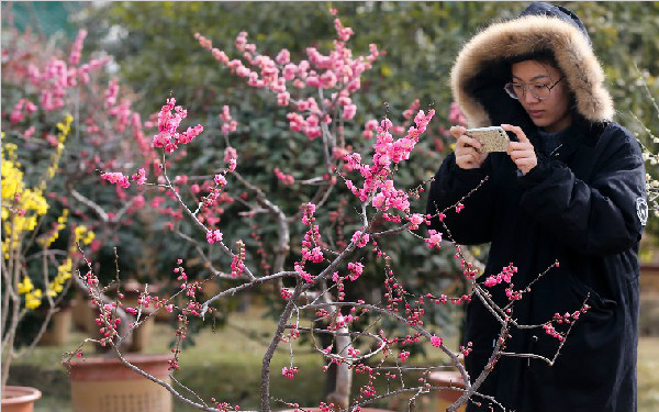 春节来植物园赏梅花 还能看到濒危植物“陕西羽叶报春”