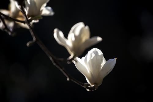 西安市内赏花去哪里？陕师大的玉兰花开正当时