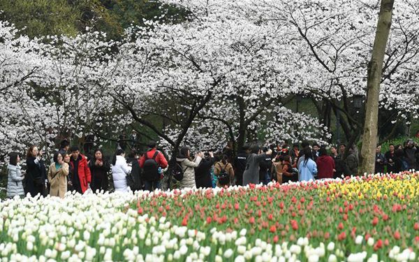 西子湖畔樱花盛开 大批游客前来观赏