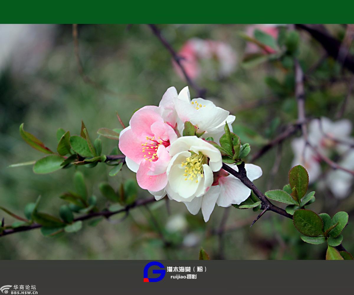 春满长安灌木海棠粉