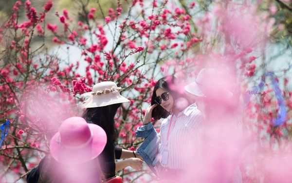 江西千岛桃花始盛开 大批游客赏花踏青