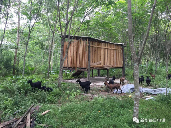 王成安在扶贫干部黄海军的帮扶下，精准选择养殖市场稳定的本地黑山羊，他在橡胶林建起了一座高脚羊舍，已卖了一批羊。