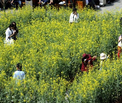 长安中路街头油菜花惹人爱 市民纷纷拍照留影