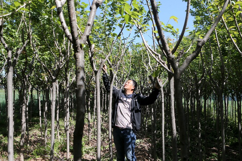 长安一农民种了7年樱花树苗  现因老母急需治病钱寻买主